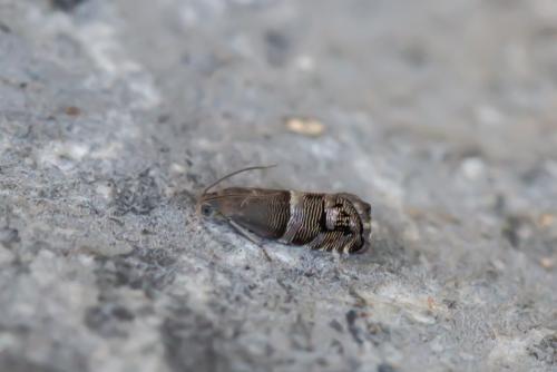 Pammene juniperana